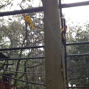La Selva- Golden Conure