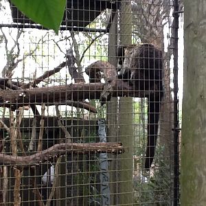 La Selva- Coatimundi