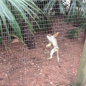 La Selva- Squirrel Monkey