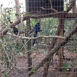 La Selva- Hyacinth Macaws