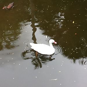La Selva- Coscoroba Swan