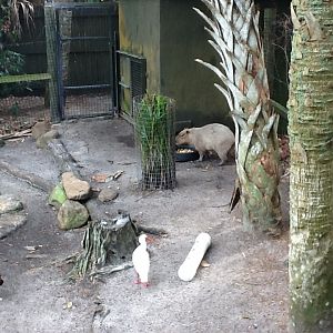 La Selva- Capybara