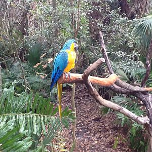 La Selva- Blue-&-Gold Macaw