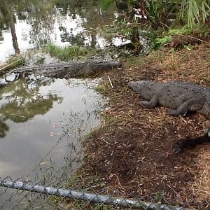 Wild Florida- American Crocodiles