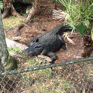 Wild Florida- American Alligator