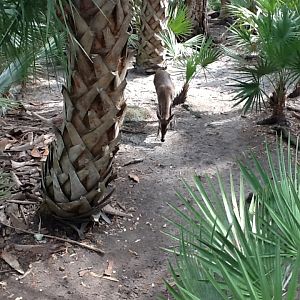 Wild Florida- White-Tailed Deer
