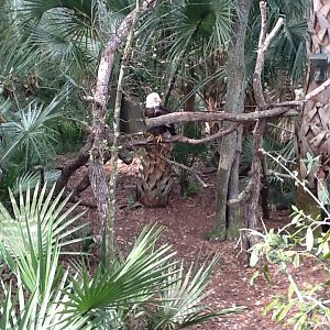 Wild Florida- Bald Eagle