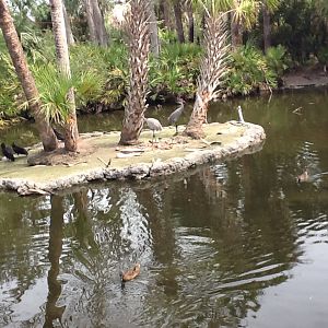 Wild Florida- Sandhill Cranes & Waterfowl