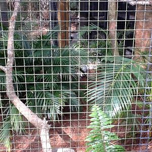 Wild Florida- Bobcat