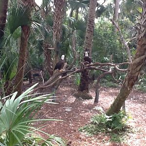 Wild Florida- Bald Eagles
