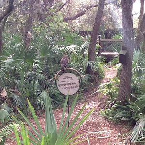Wild Florida- Red-Shouldered Hawk
