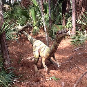 Dinosaurs Living or Dead- Coelophysis