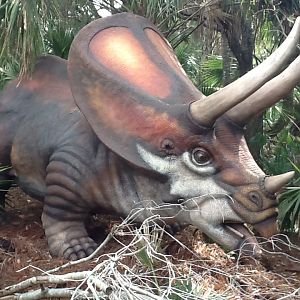 Dinosaurs Living or Dead- Torosaurus