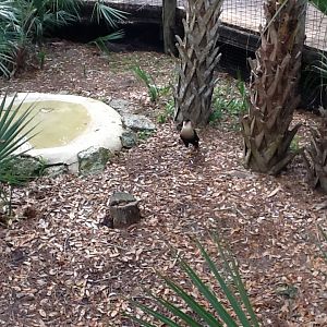 Wild Florida- Crested Caracara