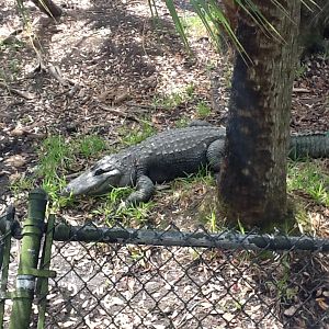 Wild Florida- American Alligator
