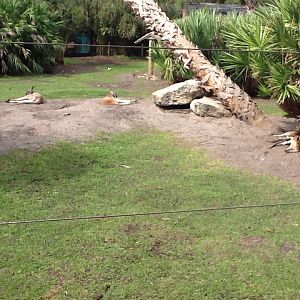 Australasia- Red Kangaroos & Agile Wallabies