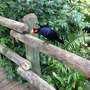 Australiasia- Violet Plaintain-Eater