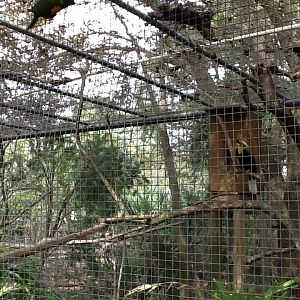 Australasia- Wrinkled Hornbill and Lorikeet