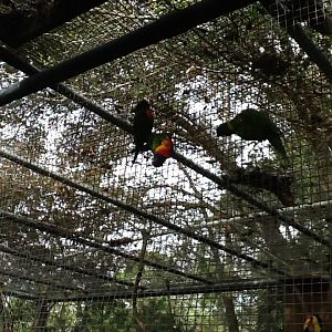 Australasia- Lorikeets