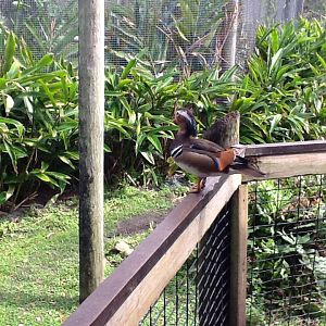 Australasia- Mandarin Duck