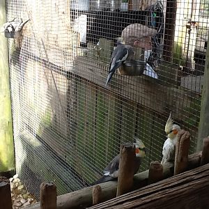 Australasia- Cockatiels