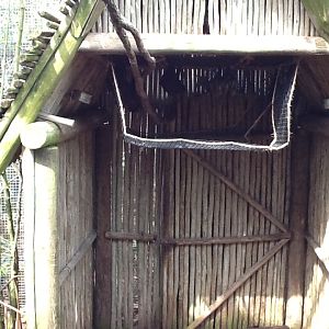 Australasia- Flying Foxes