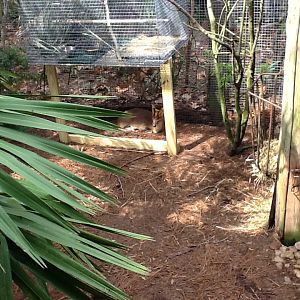 Australasia- Muntjac