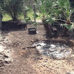 Australasia- Visayan Warty Pigs