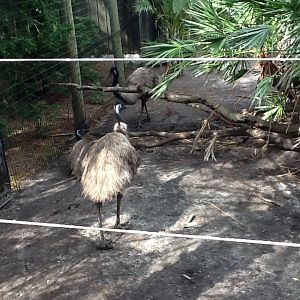 Australasia- Emu