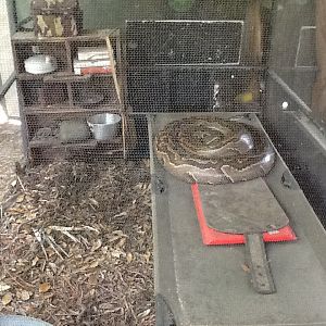 Expedition Africa- Rock Python