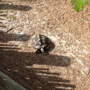 Expedition Africa- Radiated Tortoise
