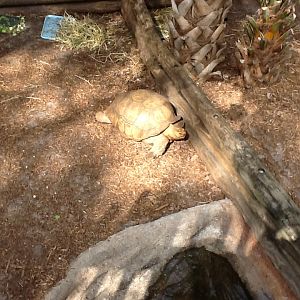 Expedition Africa- Spurred Tortoise