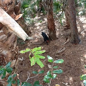 Expedition Africa- Southern Ground Hornbill