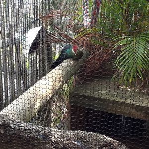 Expedition Africa- Turaco