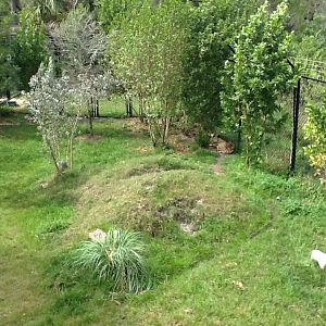 Expedition Africa- Cheetah Enclosure