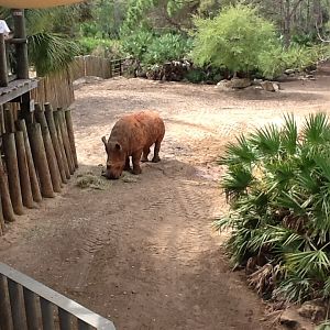 Expedition Africa- White Rhinoceros
