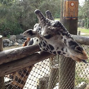 Expedition Africa- Giraffe