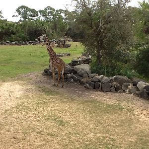 Expedition Africa- Giraffe