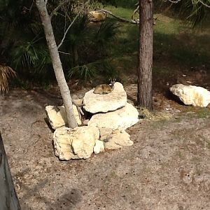 Expedition Africa- Klipspringer