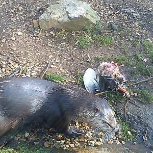 otter eats mallard