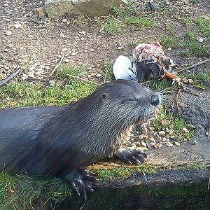 otter eats mallard