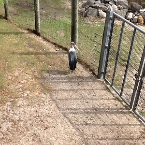 Expedition Africa- Marabou Stork