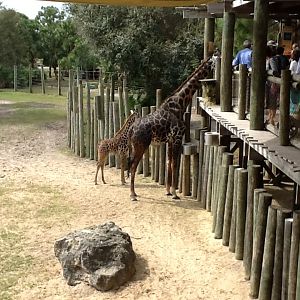 Expedition Africa- Giraffes