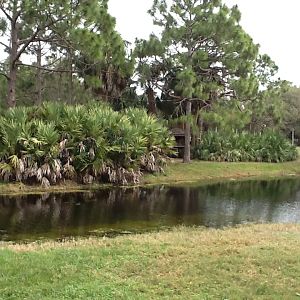 Cape to Cairo Express- Lemur Island