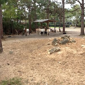Cape to Cairo Express- Scimitar-Horned Oryxes