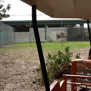 Cape to Cairo Express- Nighthouse with Ostrich