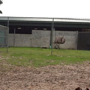 Cape to Cairo Express- Nighthouse with Ostrich