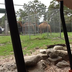 Cape to Cairo Express- Nighthouse with Dromedary Camels