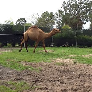 Cape to Cairo Express- Dromedary Camel