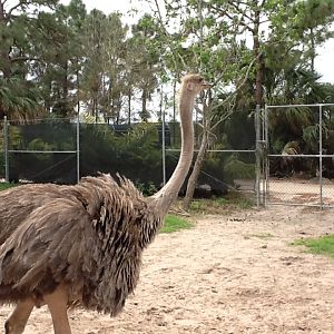 Cape to Cairo Express- Ostrich